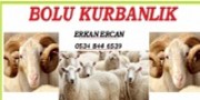 BOLU KURBANLIK - Firmabak.com 